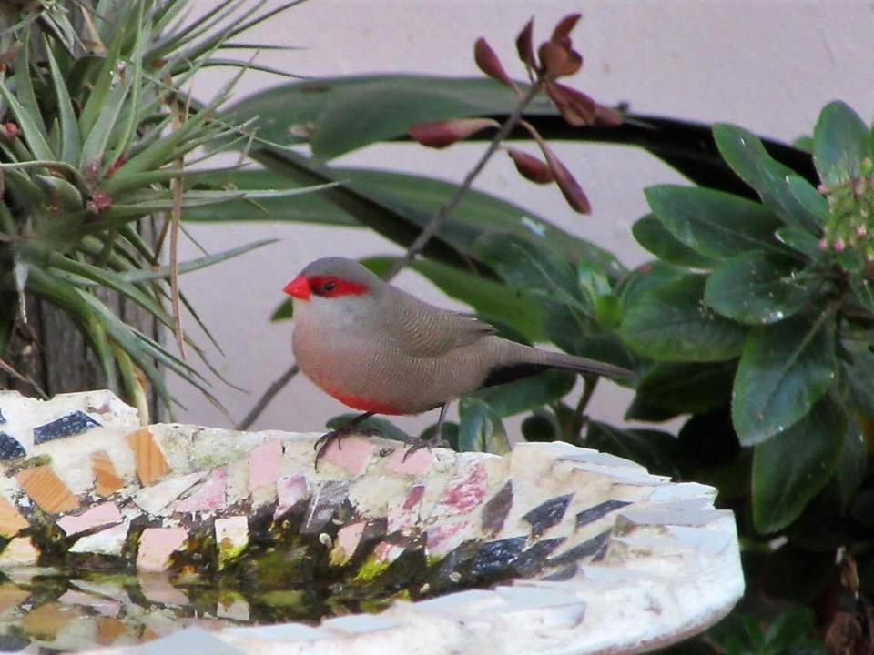 לינה וארוחת בוקר מונטאגו Squirrels Corner מראה חיצוני תמונה